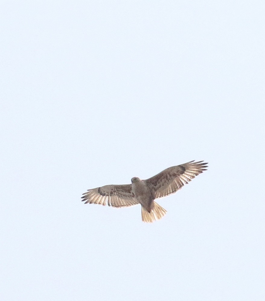 Ferruginous Hawk - ML581581771