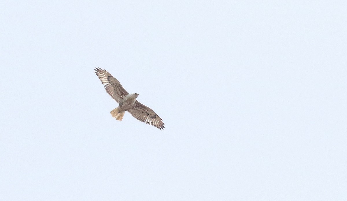 Ferruginous Hawk - ML581581841