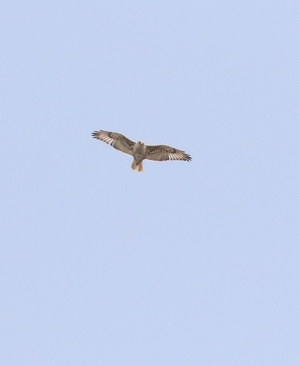 Ferruginous Hawk - ML581581901