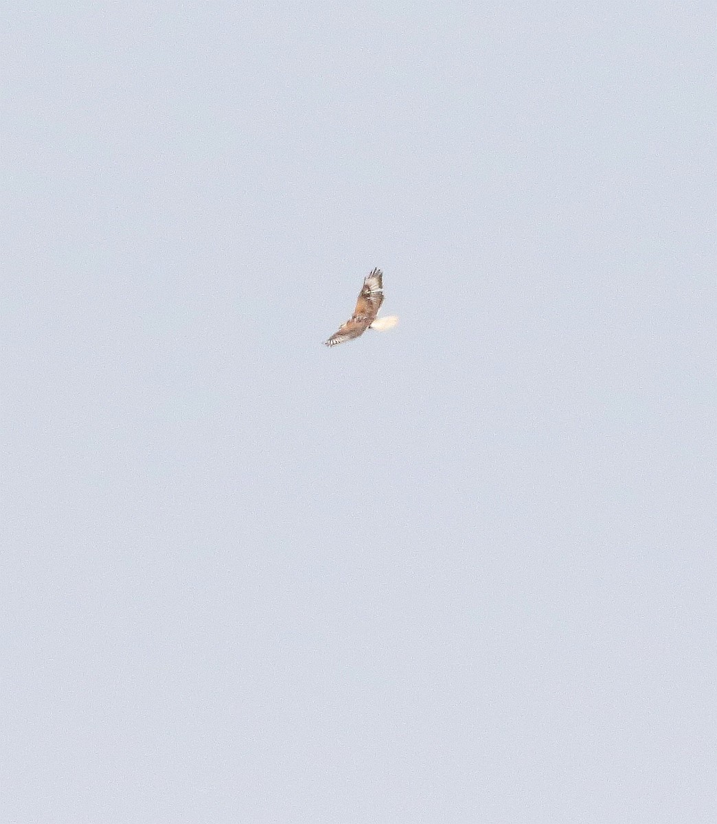 Ferruginous Hawk - ML581582041