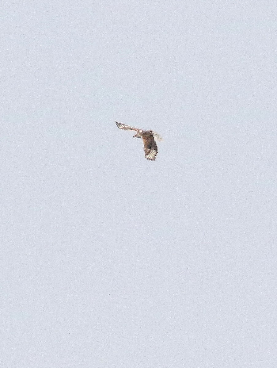 Ferruginous Hawk - ML581582121