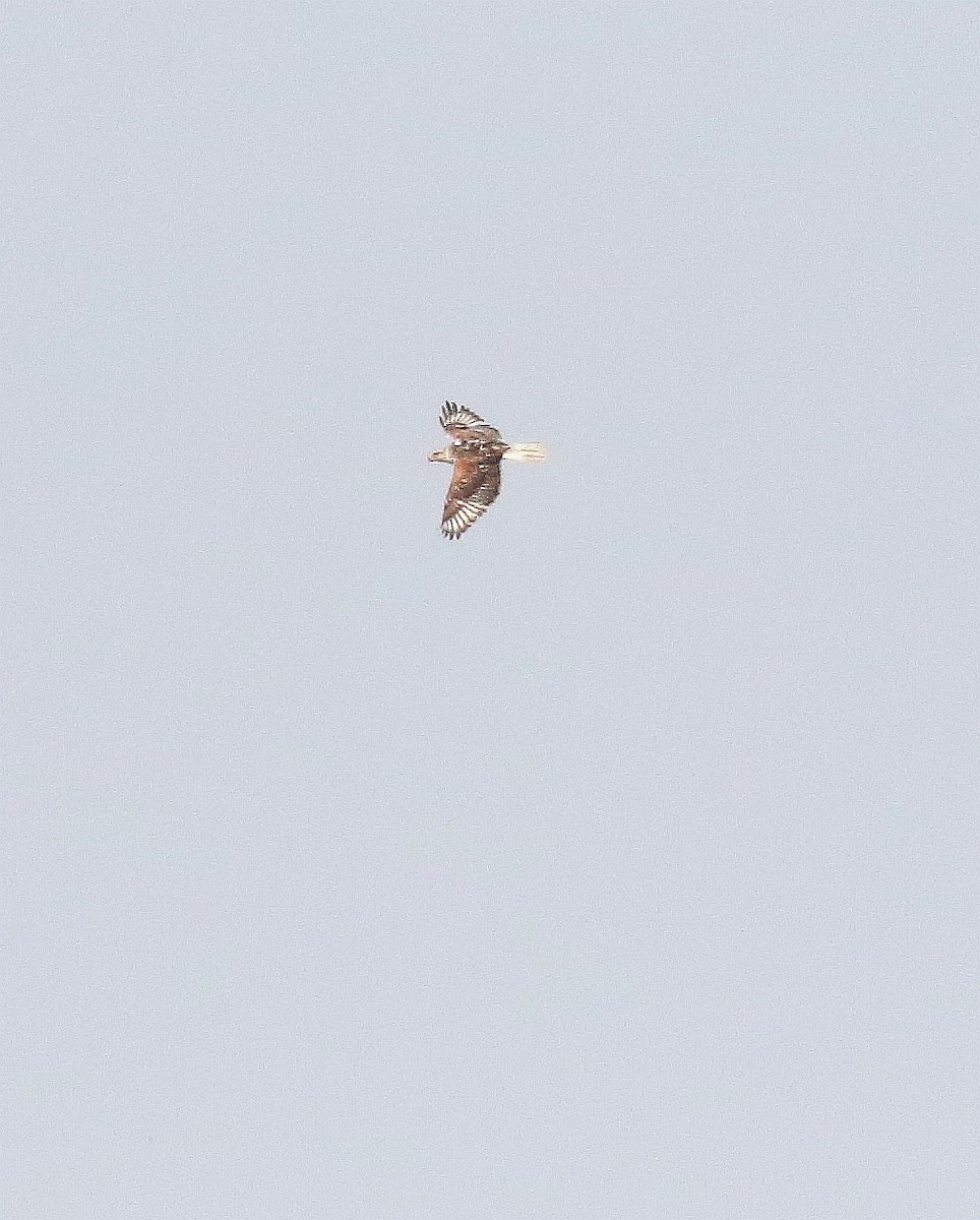 Ferruginous Hawk - ML581582221