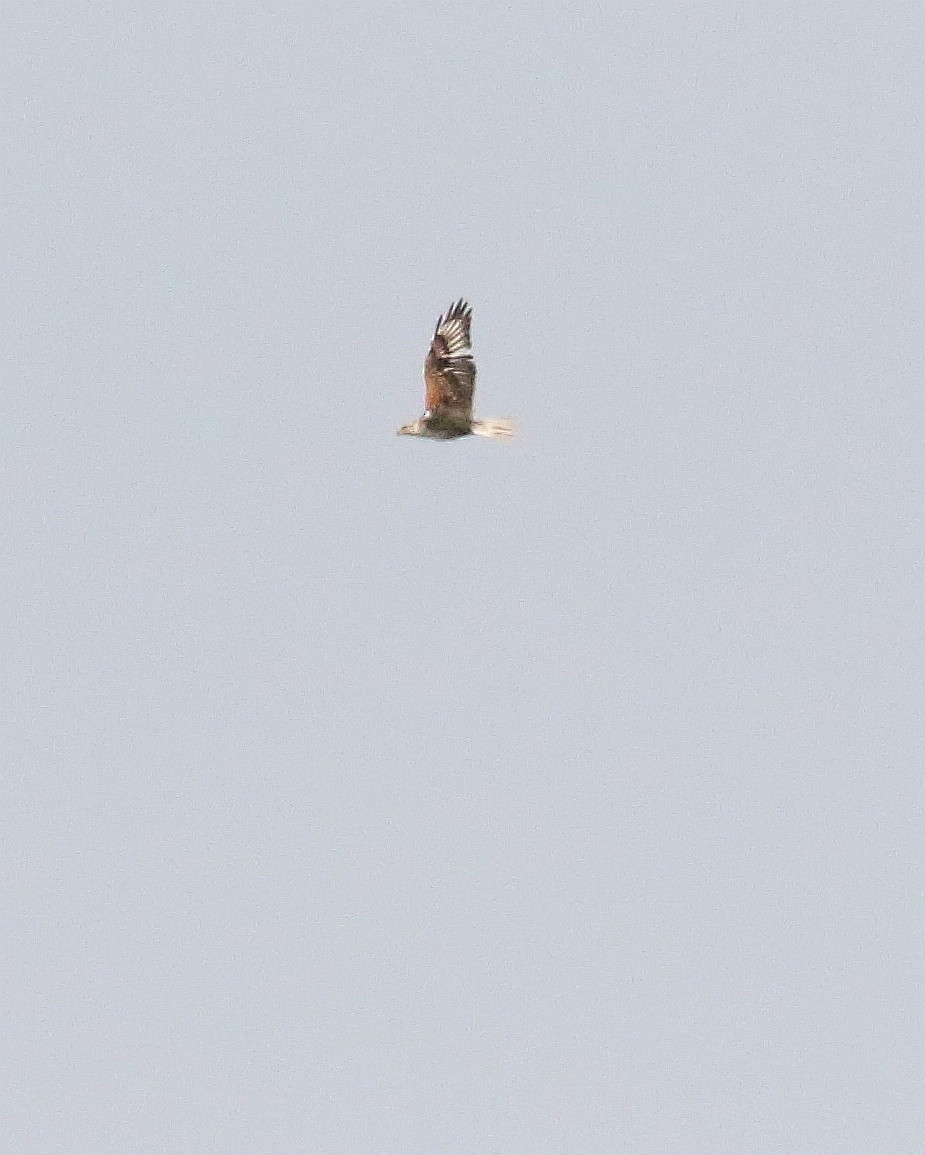 Ferruginous Hawk - ML581582251