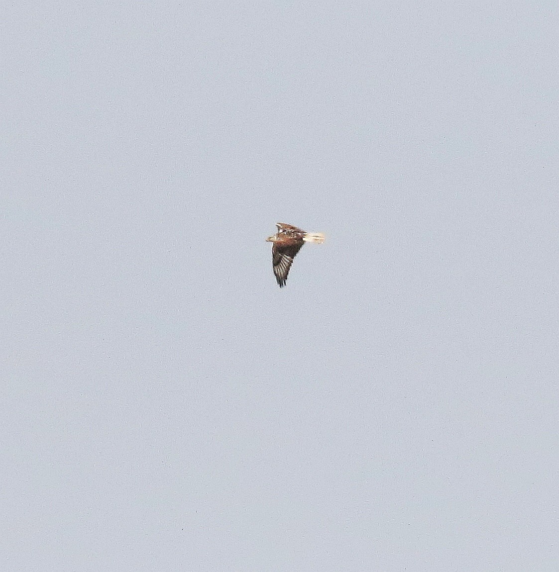 Ferruginous Hawk - ML581582361