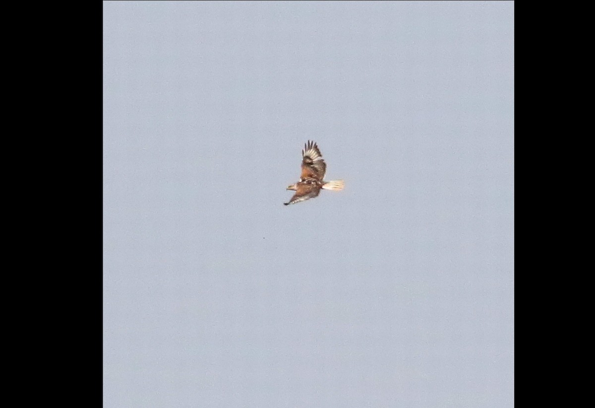 Ferruginous Hawk - ML581582471