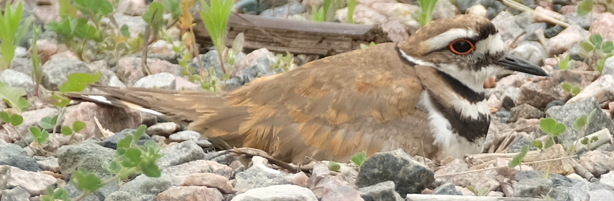 Killdeer - Christian Gendreau