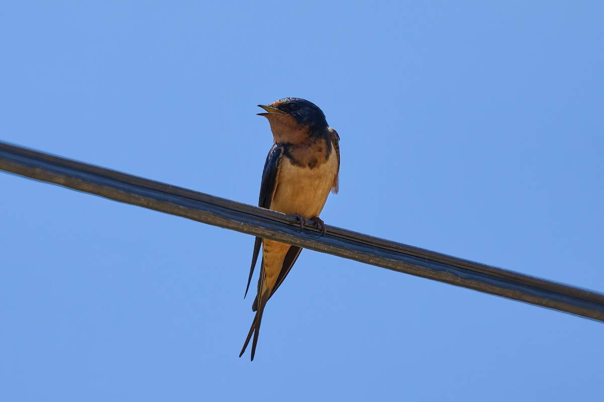 Barn Swallow - ML581583161