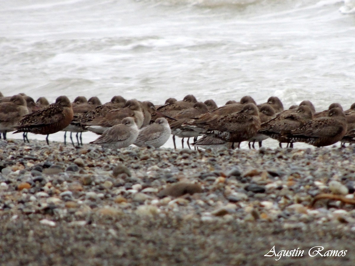 Red Knot - ML58158331
