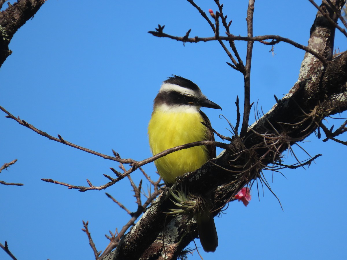 Great Kiskadee - ML581583861