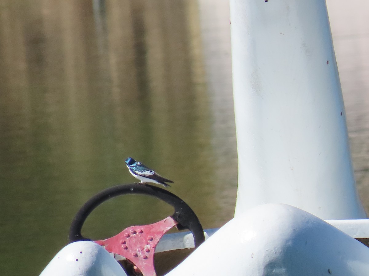 White-winged Swallow - ML581584371