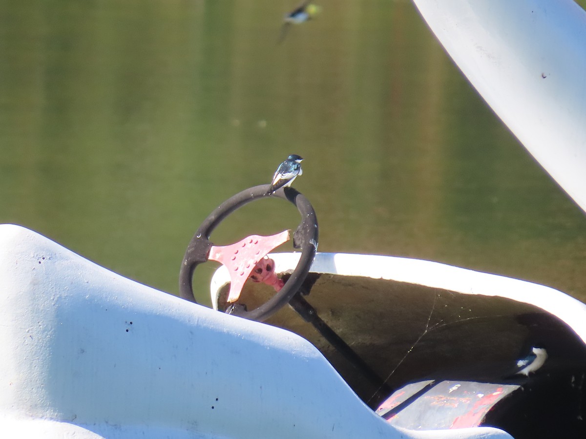 White-winged Swallow - ML581584381