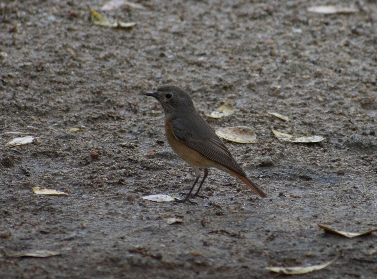 Common Redstart - ML581585281