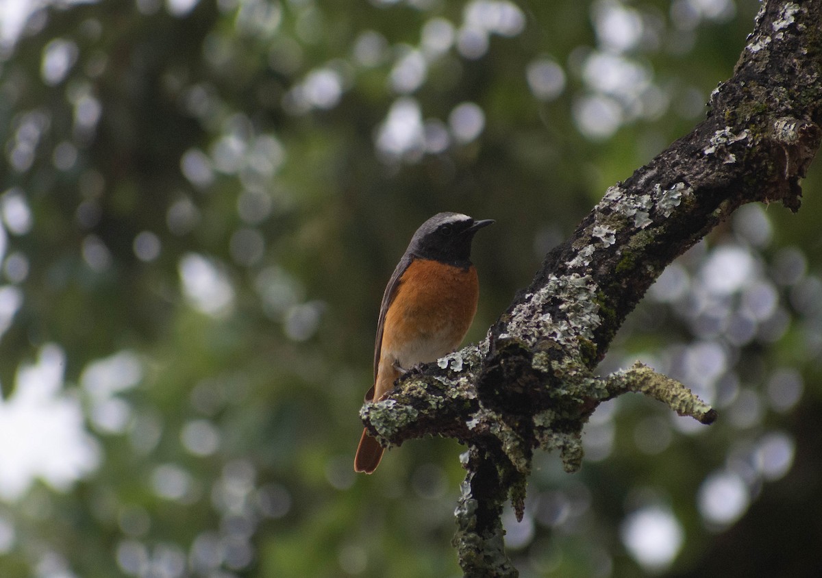 Common Redstart - ML581585291