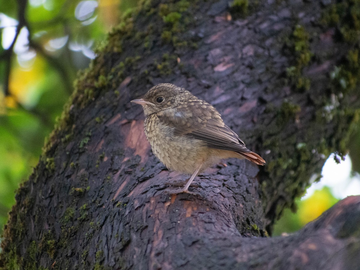 Common Redstart - ML581585301