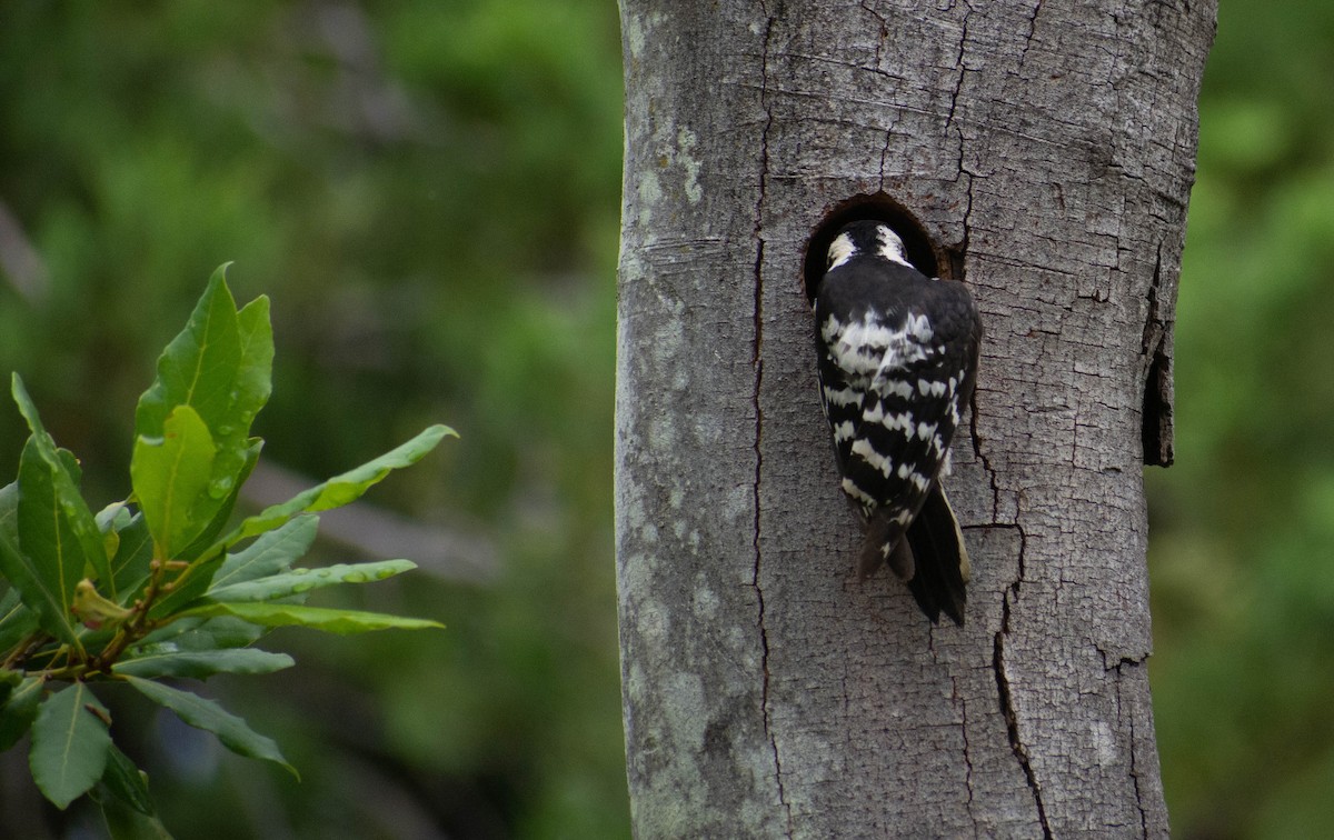 Lesser Spotted Woodpecker - João  Esteves