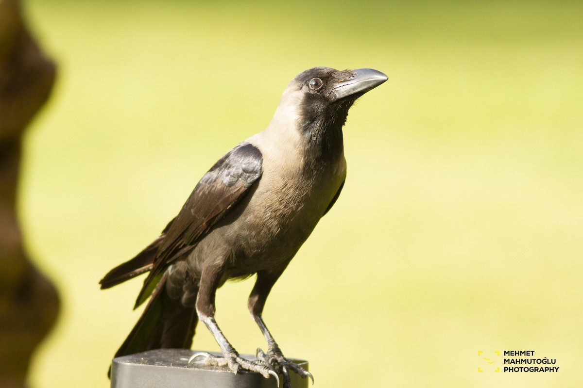 Corbeau familier - ML581585841