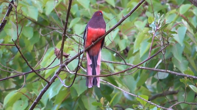 Ward's Trogon - ML581586061