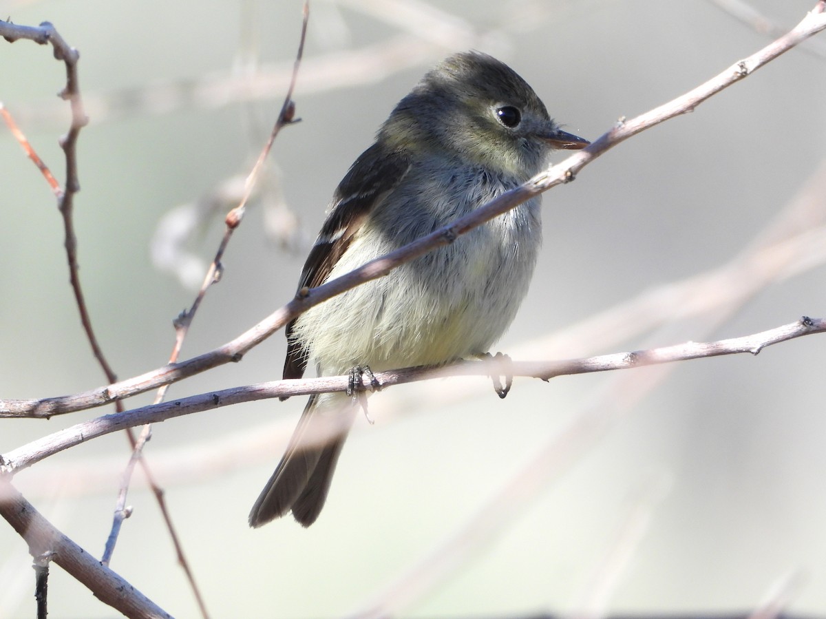 Hammond's Flycatcher - ML581586641