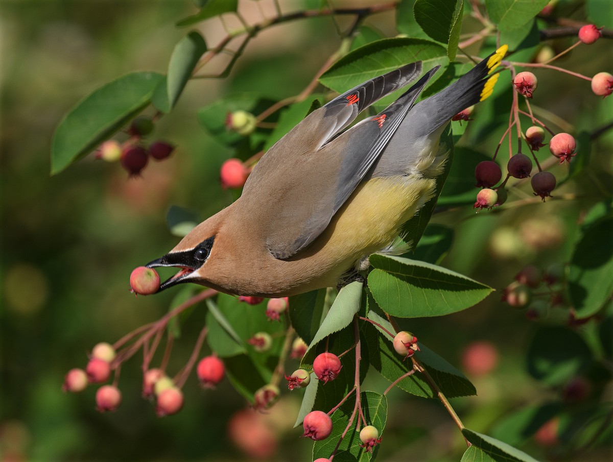 Cedar Waxwing - ML581587261