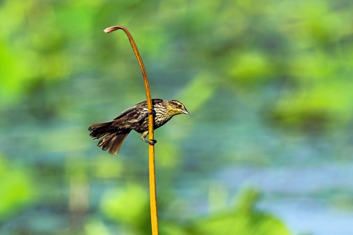 Red-winged Blackbird - ML581587901