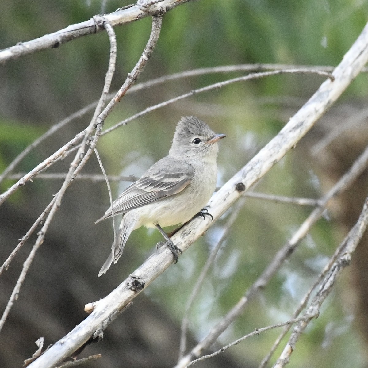 Northern Beardless-Tyrannulet - ML581588171