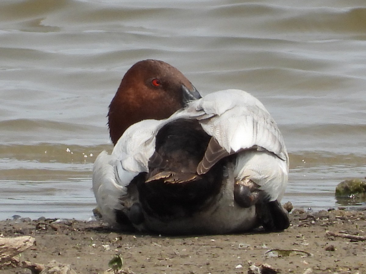 Canvasback - Mike Thelen