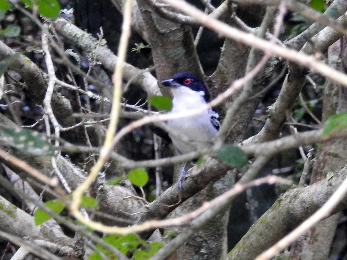 Great Antshrike - ML58159041