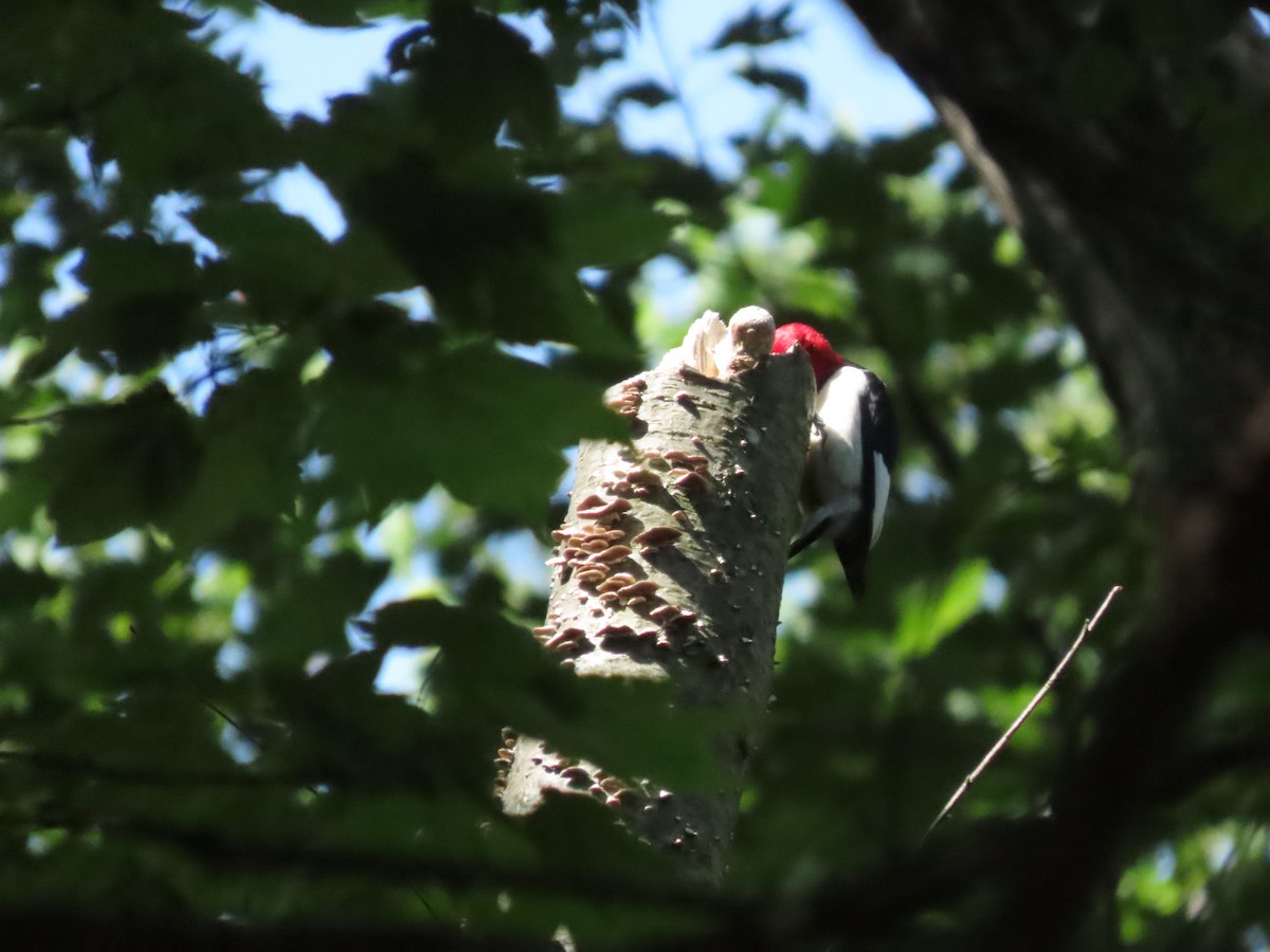Red-headed Woodpecker - ML581590571