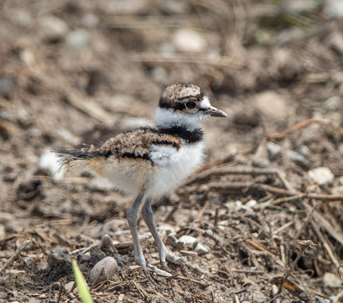 Killdeer - ML581591171