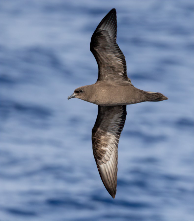 Trindade Petrel - Jay Gilliam