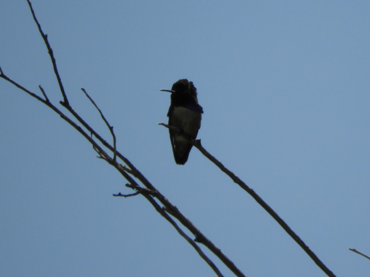 Costa's Hummingbird - ML581591791