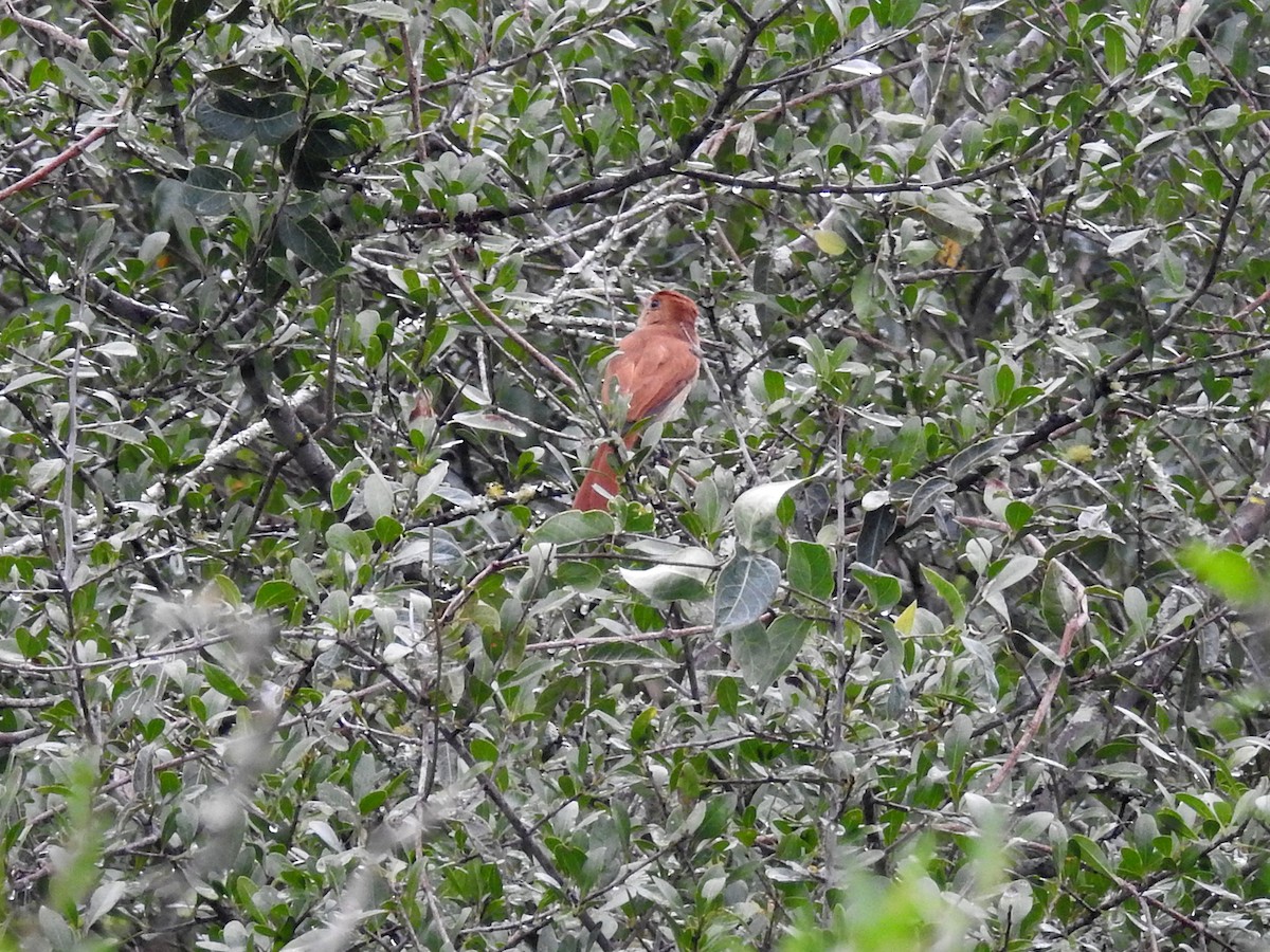 Rufous Casiornis - Yoshitharo Kuroki