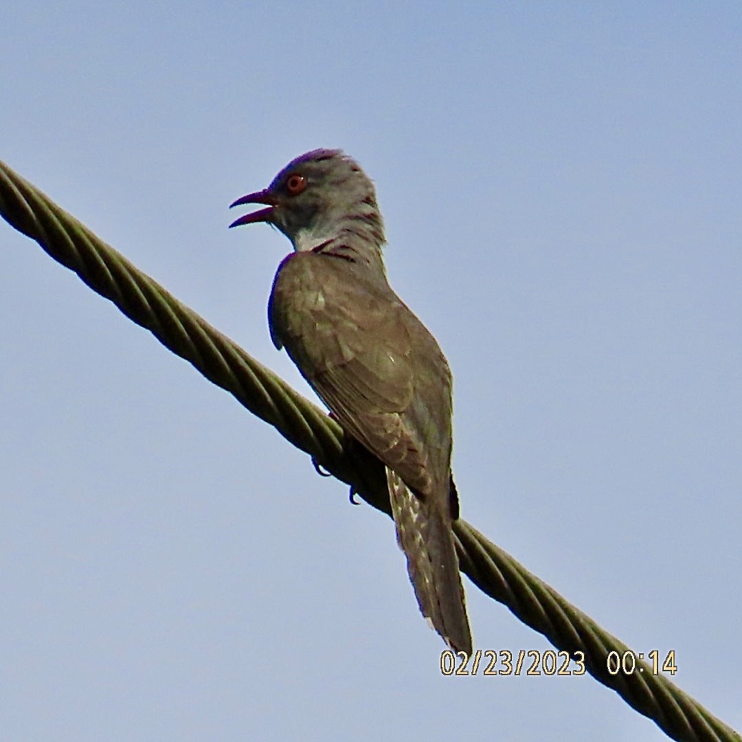 Plaintive Cuckoo - ML581592351