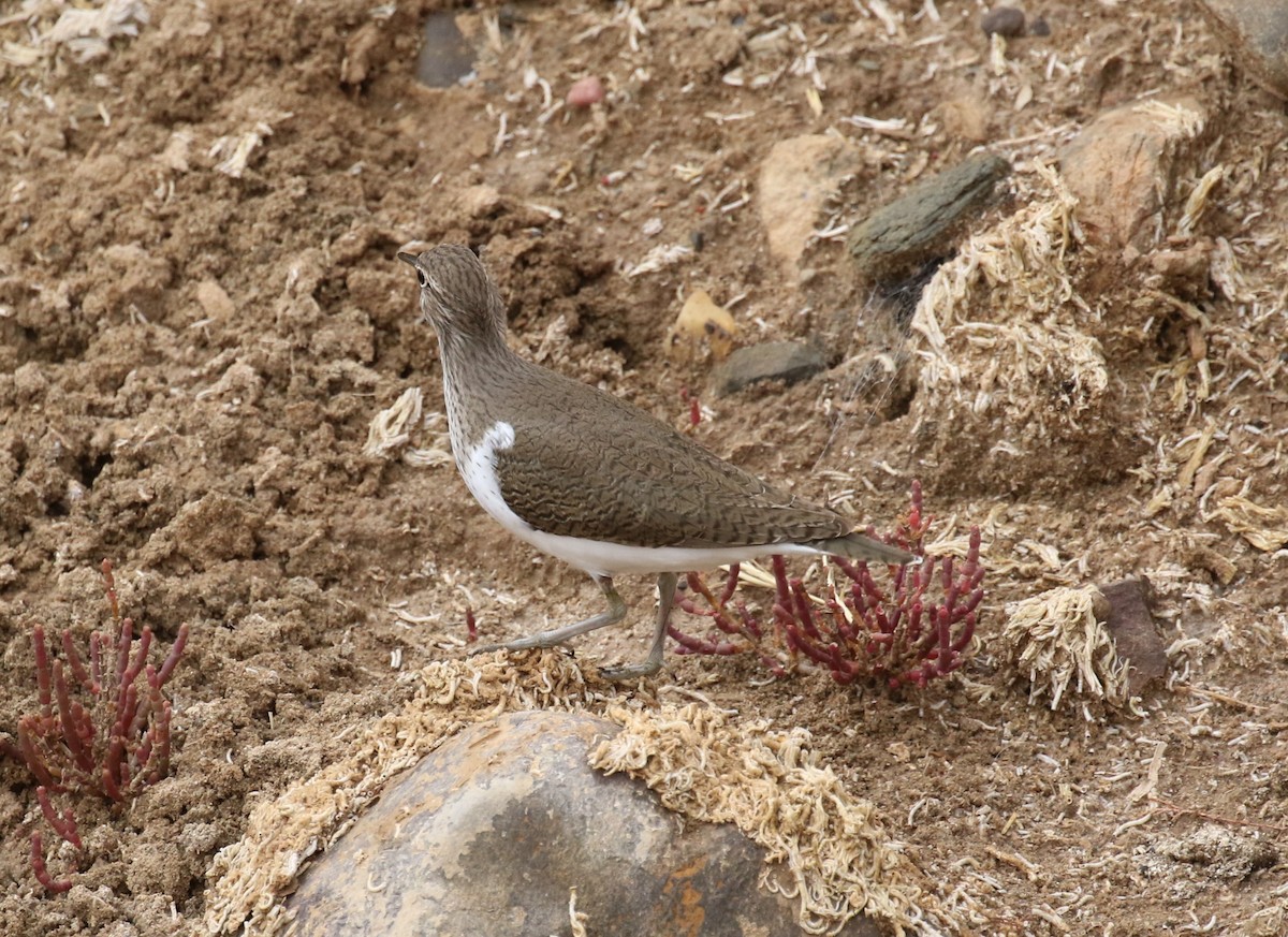 Common Sandpiper - ML581592701