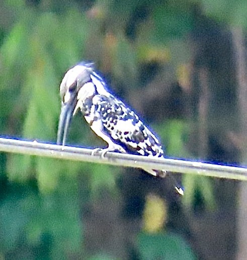 Pied Kingfisher - Brian Iverson