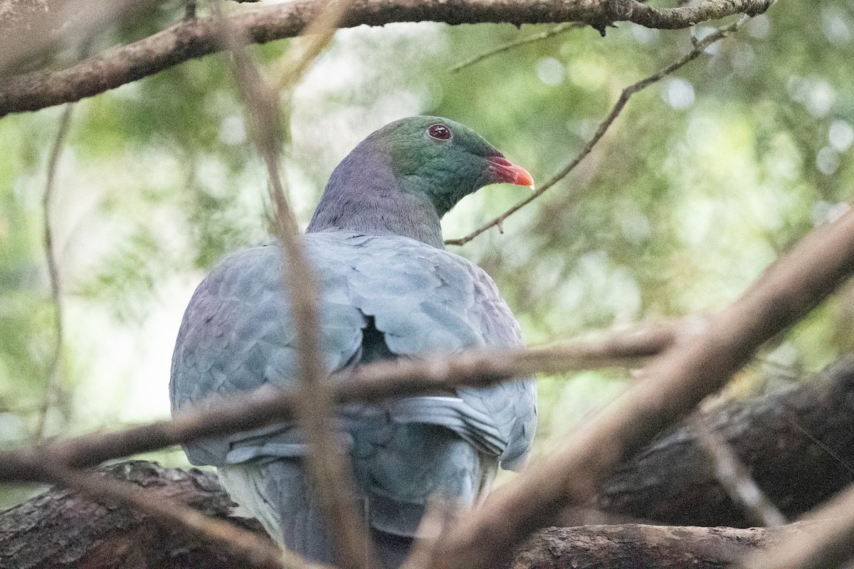 New Zealand Pigeon - ML581592841