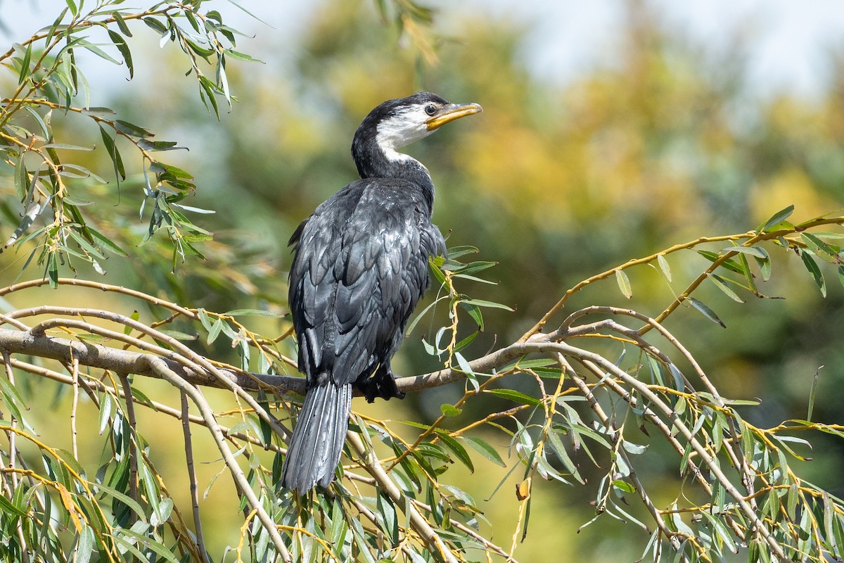 Little Pied Cormorant - ML581592901