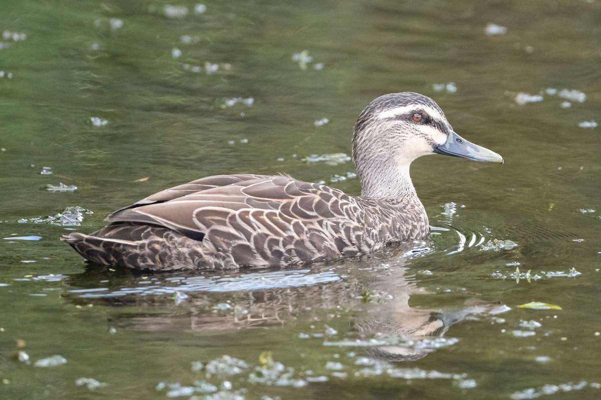 Mallard x Pacific Black Duck (hybrid) - ML581592941