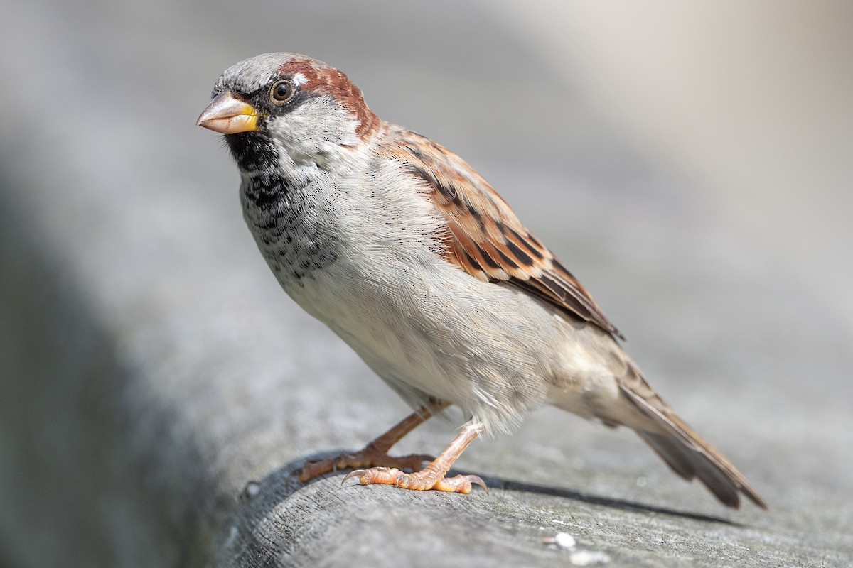 House Sparrow - ML581593041