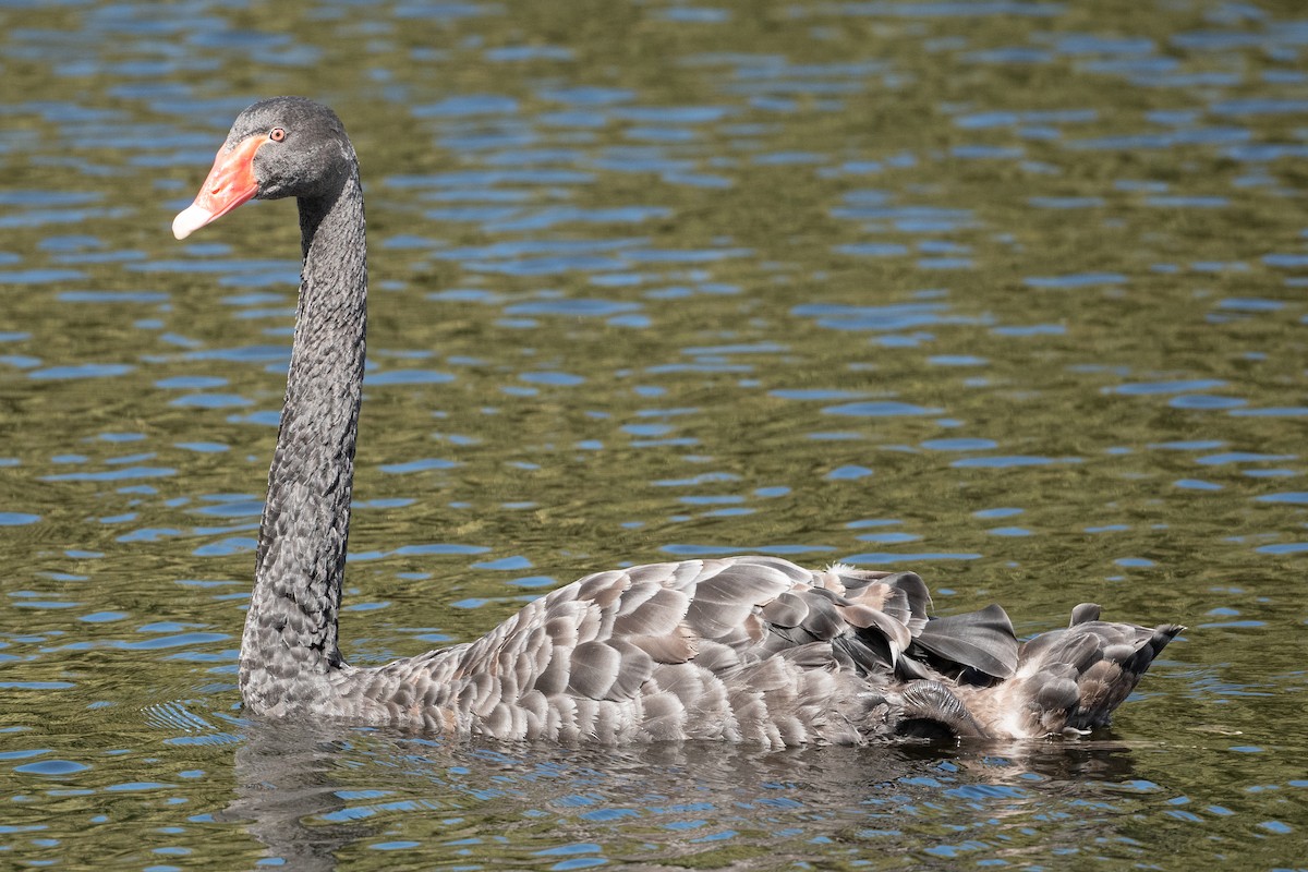 Black Swan - ML581593071