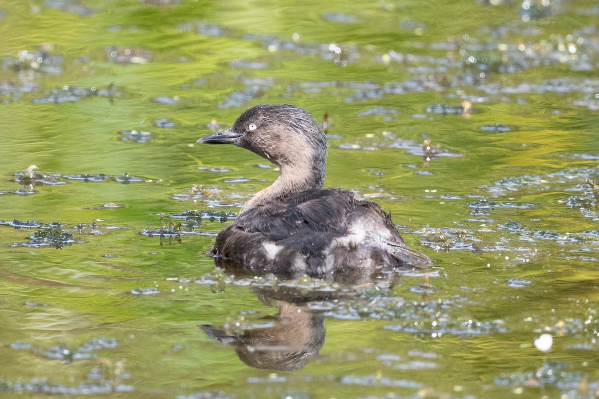 New Zealand Grebe - ML581593101