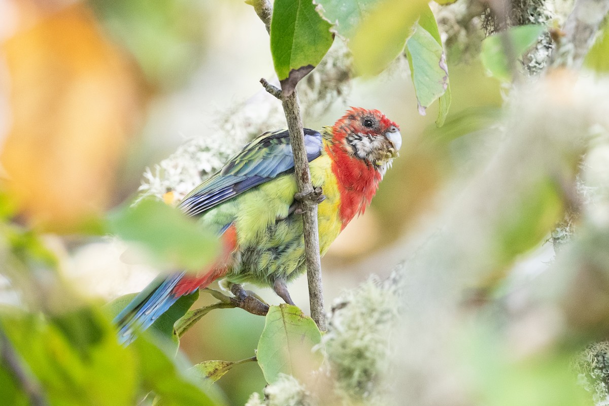 Rosella orientale - ML581596331