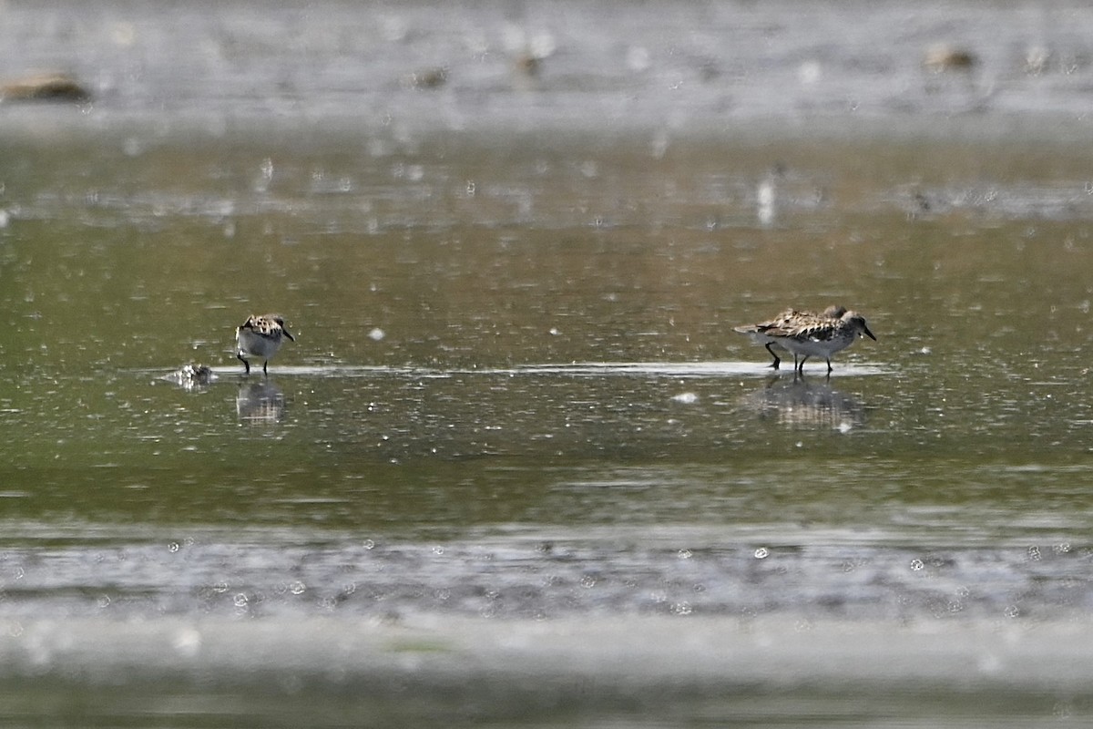 Semipalmated Sandpiper - Kevin Hatcher