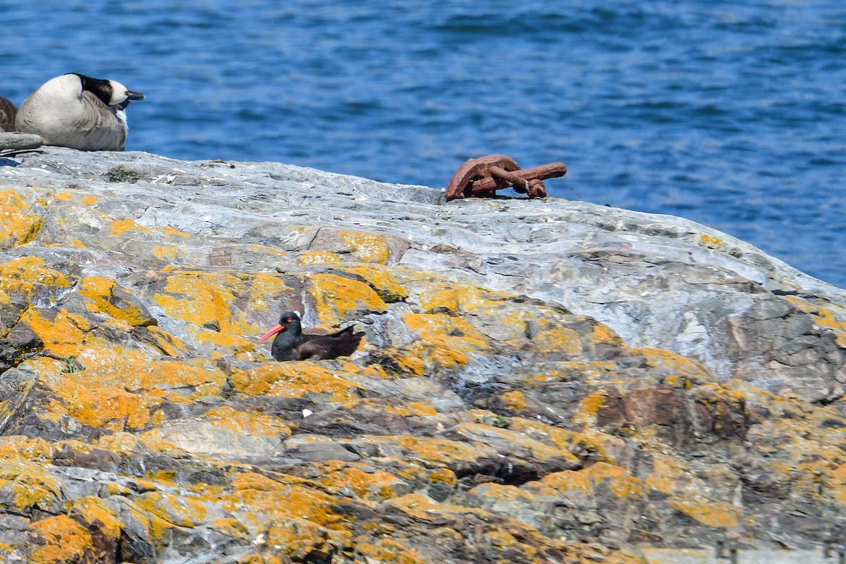 Black Oystercatcher - Raphaël Nussbaumer