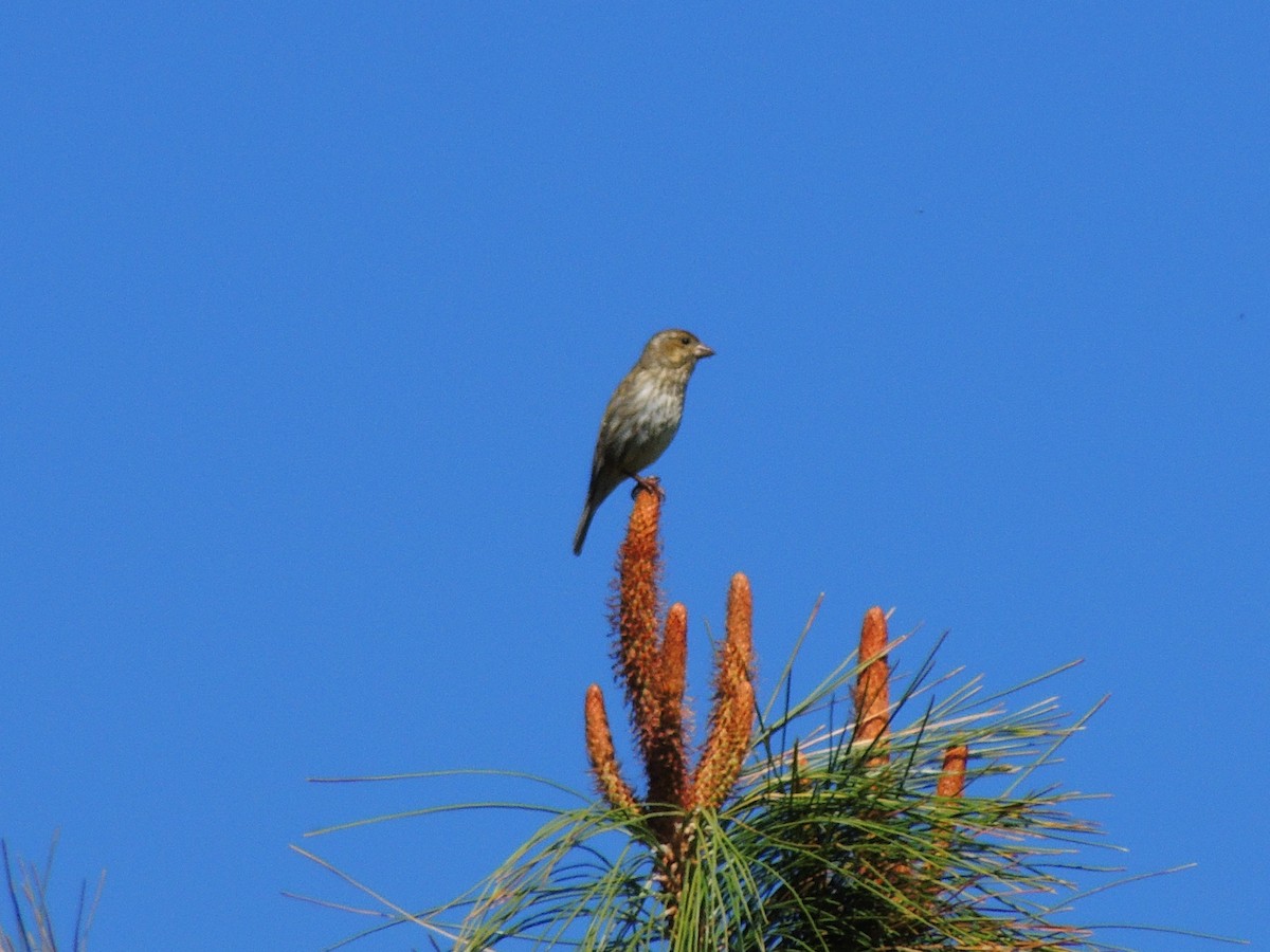 Cassin's Finch - ML581598381