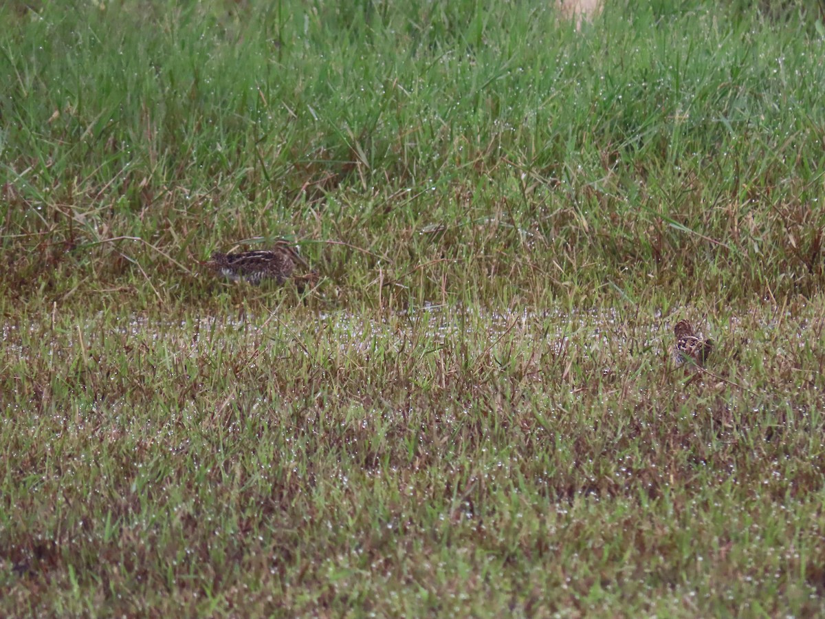 Pantanal Snipe - Leticia Zimback