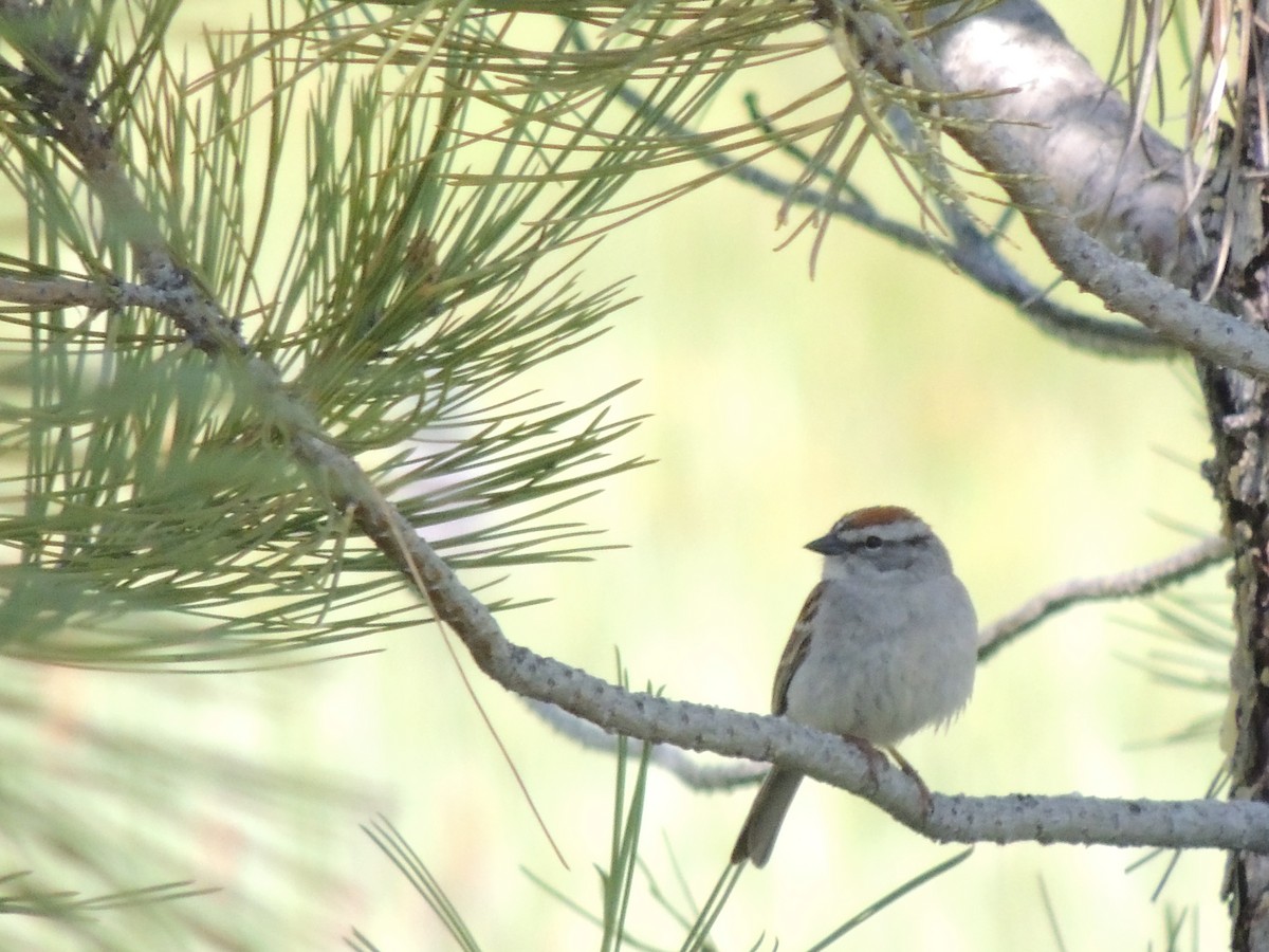 Chipping Sparrow - ML581598621