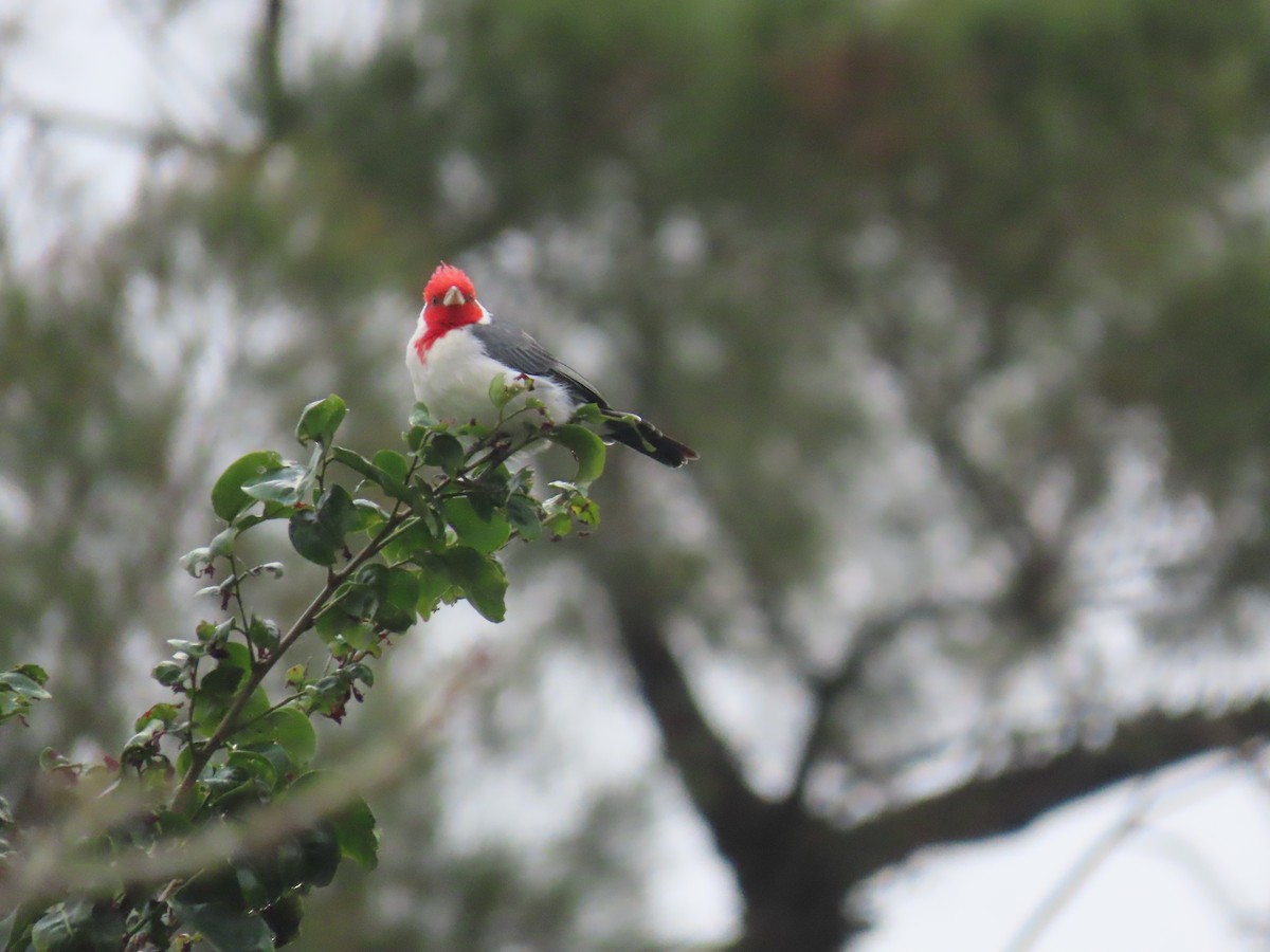 Red-crested Cardinal - Leticia Zimback