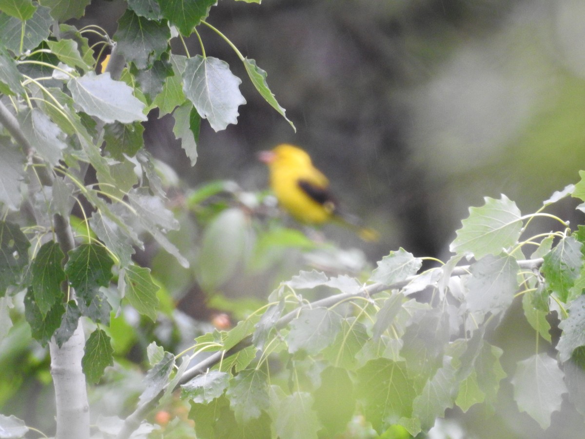 Eurasian Golden Oriole - ML581598981