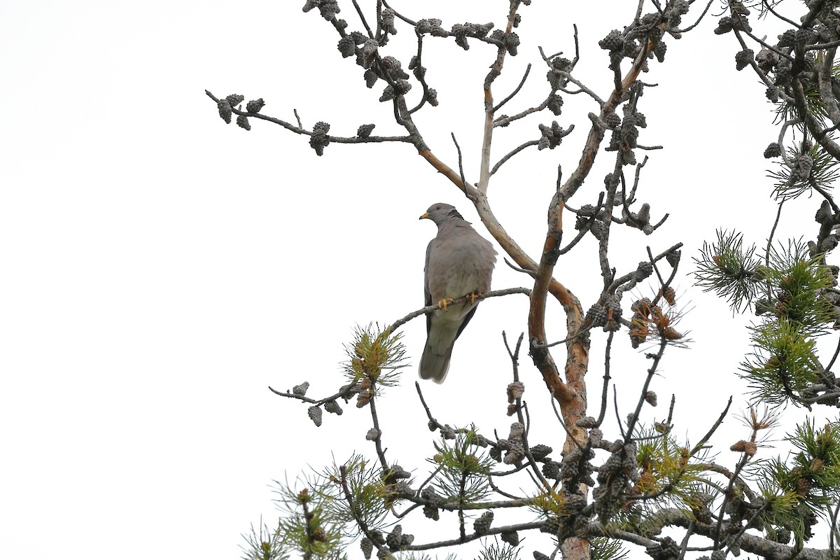 Band-tailed Pigeon - ML581599051